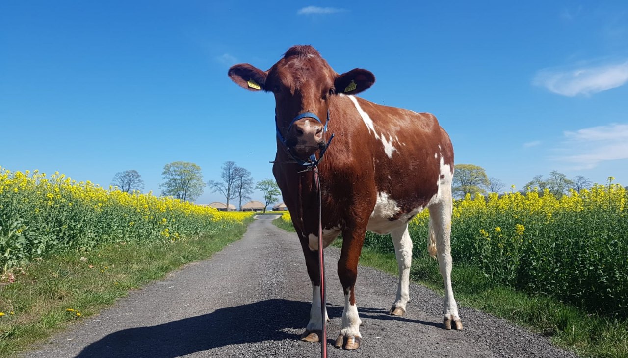 Kuh, © Peeneland Agrar GmbH