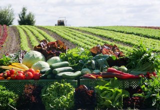 Van bonen en aardappelen tot uien: de biologische moestuin biedt altijd verse seizoensgroenten // © Bio-Gärtnerei Watzkendorf Van bonen en aardappelen tot uien: de biologische moestuin biedt altijd verse seizoensgroenten // © Bio-Gärtnerei Watzkendorf