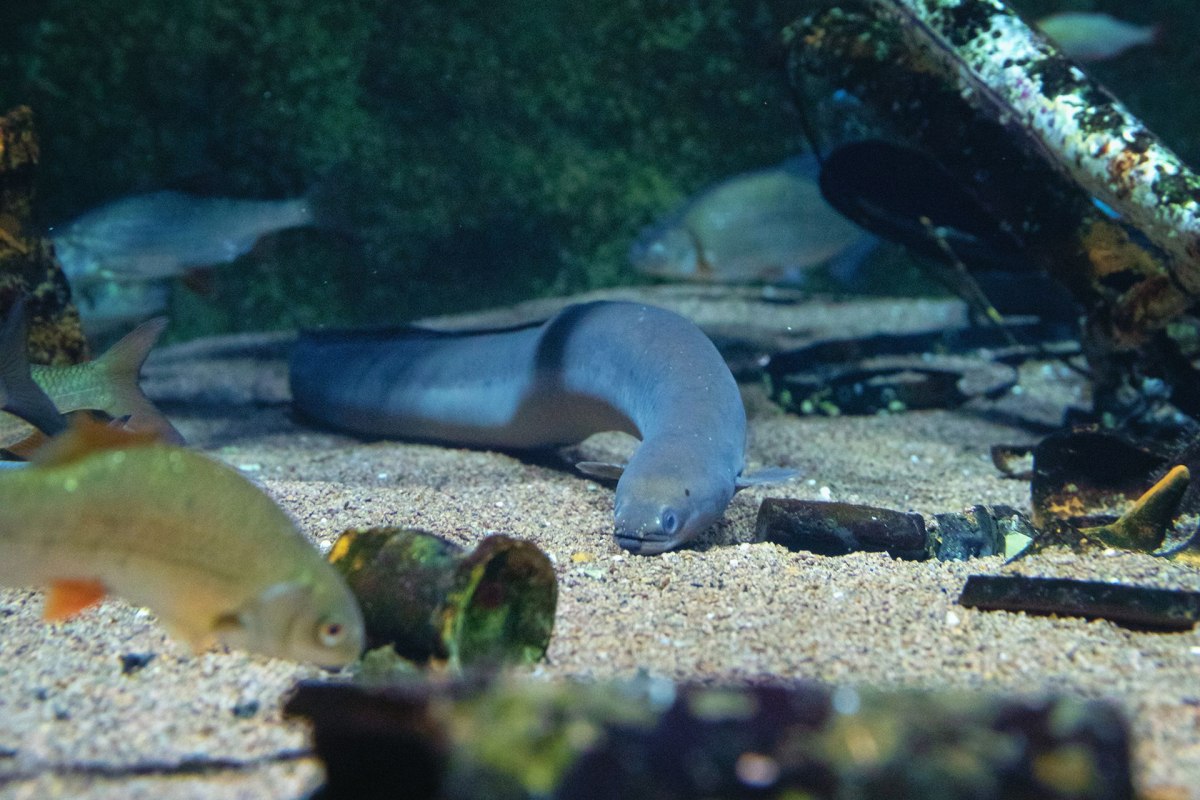 Im Aquarium „Stralsunder Hafenbecken“ im OZEANEUM kann der Europäische Flussaal gut beobachtet werden. // © Anke Neumeister/Deutsches Meeresmuseum Im Aquarium „Stralsunder Hafenbecken“ im OZEANEUM kann der Europäische Flussaal gut beobachtet werden. // © Anke Neumeister/Deutsches Meeresmuseum
