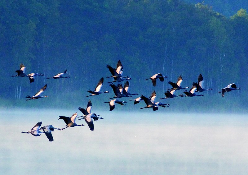 © Nationalpark-Service Müritz © Nationalpark-Service Müritz