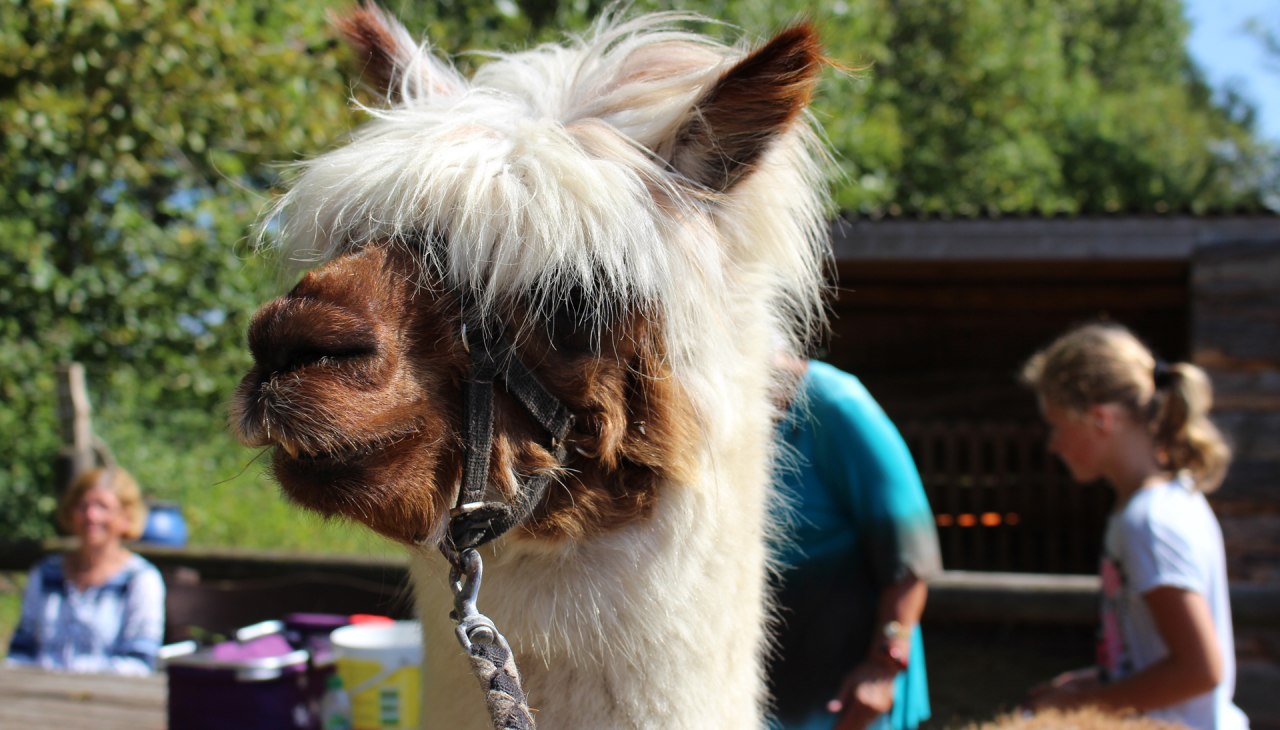 Mit Alpakas durch das Seebad Diedrichshagen und dem K&uuml;stenwald Stoltera wandern, &copy; TZRW