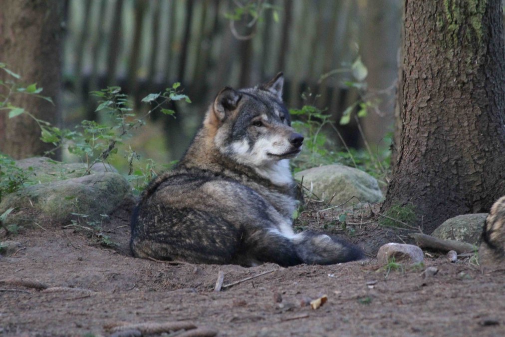 Wolf in der Raubtier-WG des Wildpark-MV, © Wildpark-MV