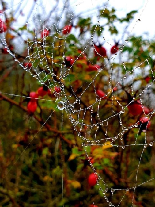 Herbst, © Südliche Boddenküste