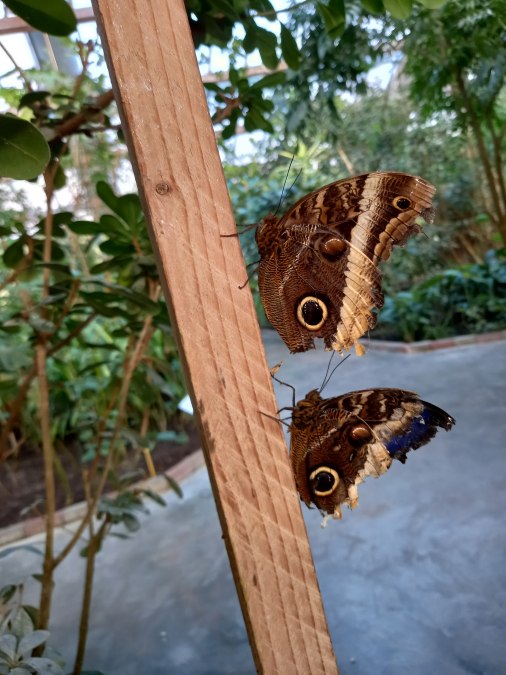 20220312_163903, © Schmetterlingsfarm/Heike Schnelle