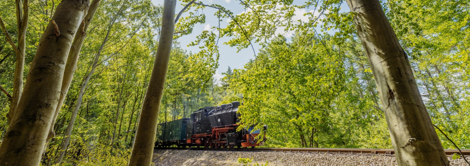 Historische Dampflok &bdquo;Rasender Roland&ldquo; f&auml;hrt durch einen Buchenwald auf der Insel R&uuml;gen.