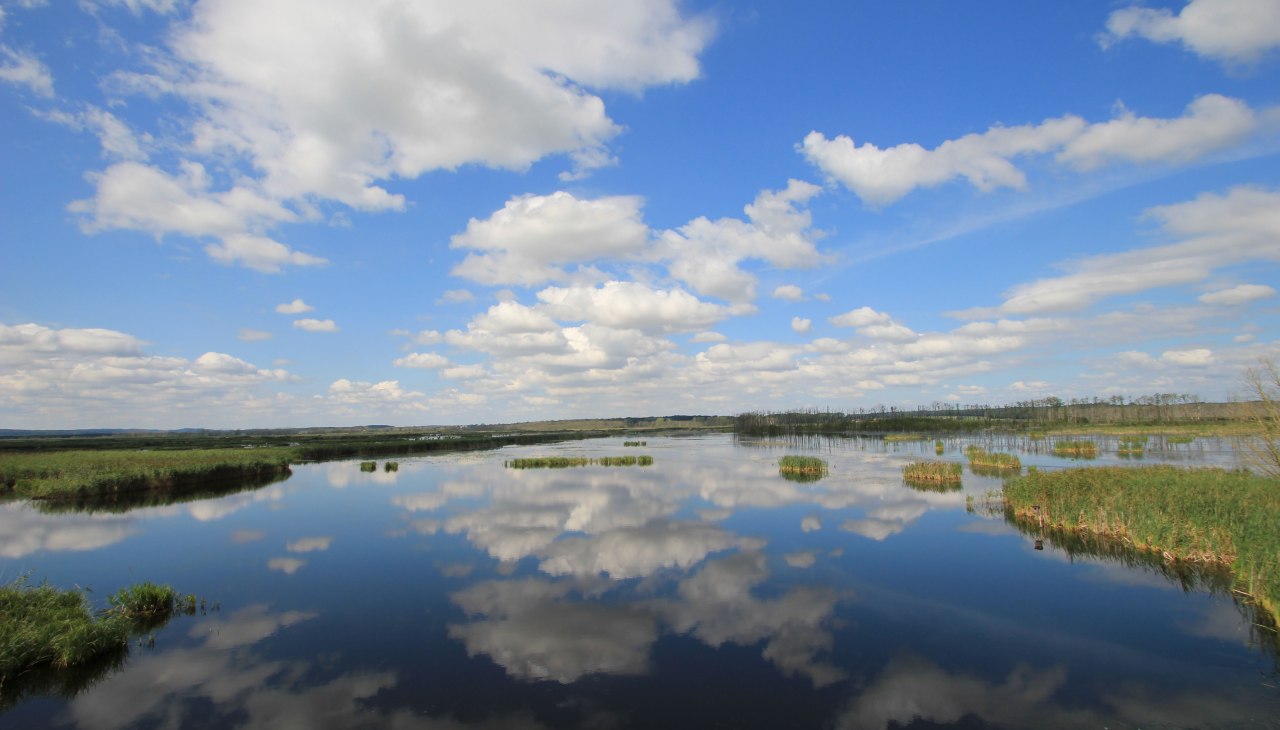 Grote hars, &copy; M. Kiauka