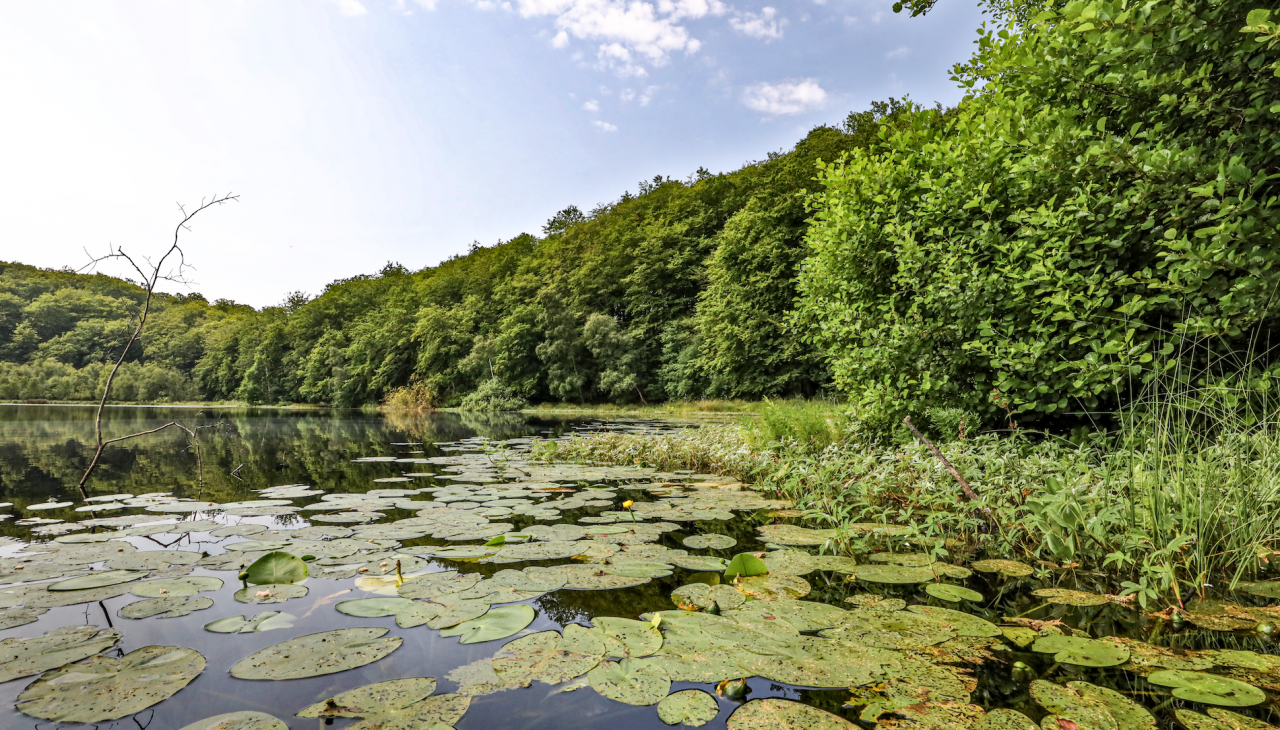 zwart-meer-in-de-granitz_3, © TMV/Gohlke zwart-meer-in-de-granitz_3, © TMV/Gohlke