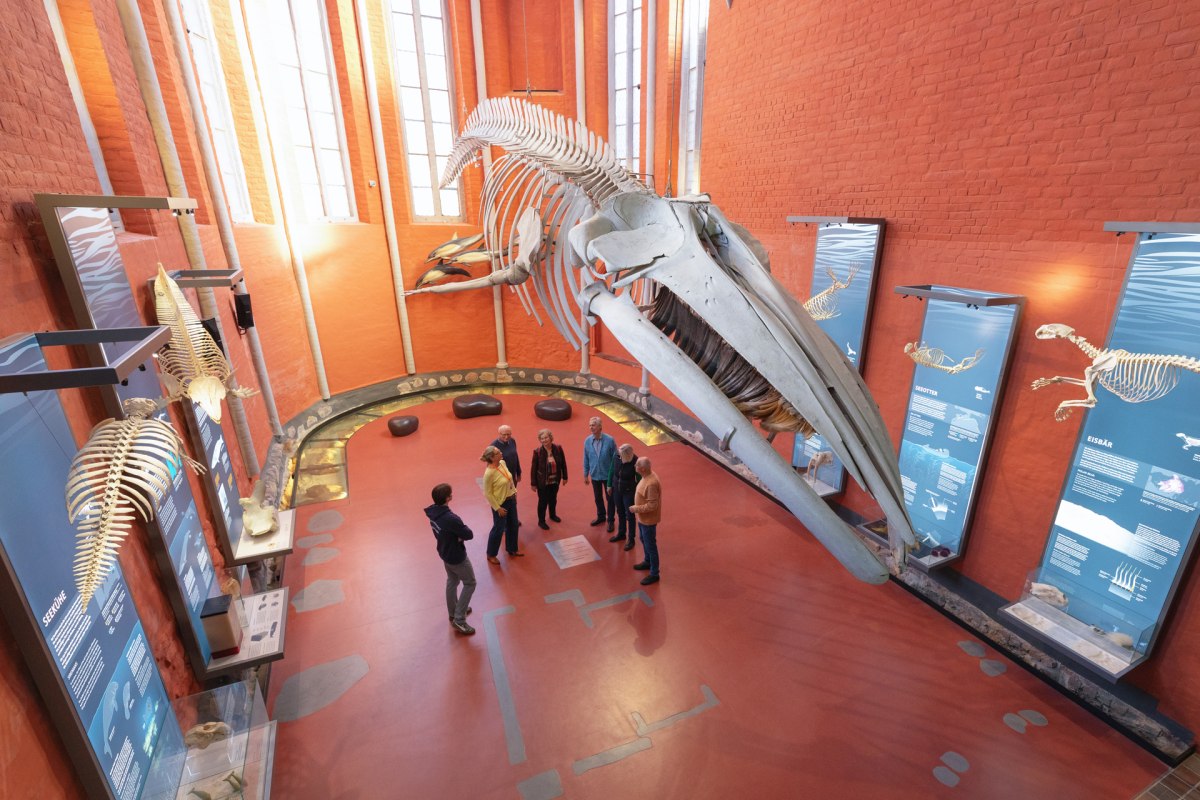 Das Finnwalskelett gehört zu den bekanntesten Exponaten im MEERESMUSEUM // © Anke Neumeister/Deutsches Meeresmuseum Das Finnwalskelett gehört zu den bekanntesten Exponaten im MEERESMUSEUM // © Anke Neumeister/Deutsches Meeresmuseum