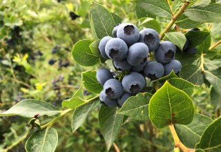 &copy; Bio Gefl&uuml;gel Mecklenburg GmbH