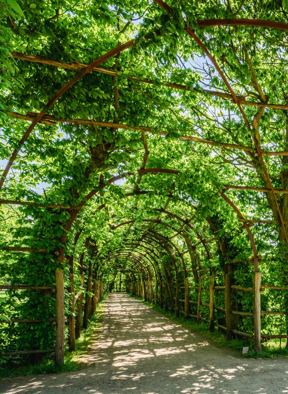 Laubengänge Schweriner Schlossgarten - die Sonne scheint durch die grünen Blätter. // Die beiden parallel verlaufenden Laubengänge im Schweriner Schlossgarten wurden vor 160 Jahren von Theodor Klett angelegt. // © MV-T/Tiemann Laubengänge Schweriner Schlossgarten - die Sonne scheint durch die grünen Blätter.