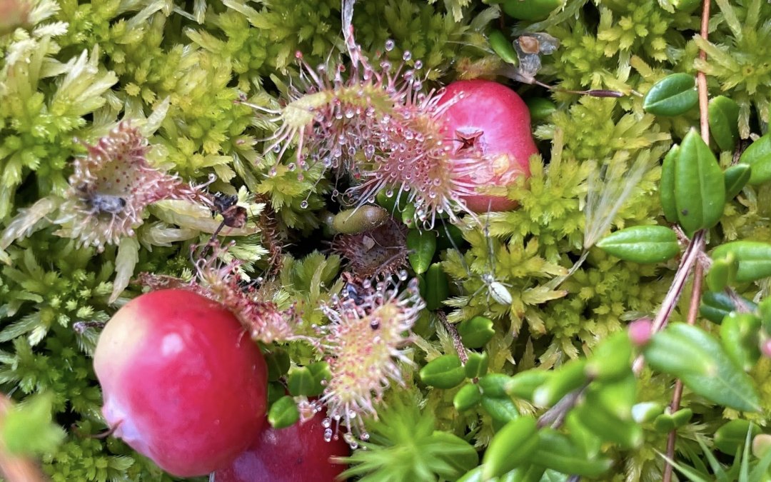 Sonnentau, © TZ Südliche Boddenküste Sonnentau, © TZ Südliche Boddenküste