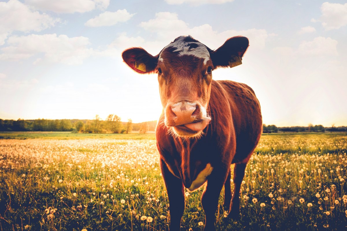 &copy; Seeweide Naturcamping Penzlin