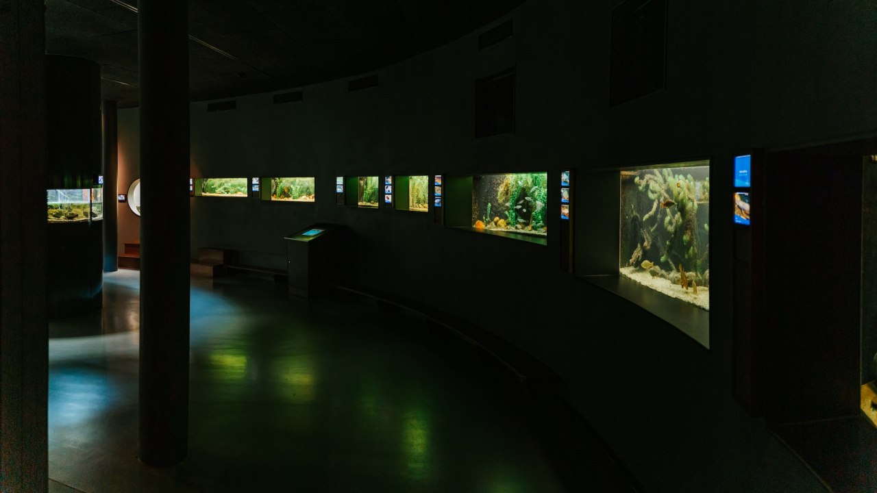 Leuchtende Aquarien reihen sich im abgedunkelten Raum des Müritzeums aneinander. Grünes Licht spiegelt sich auf dem Boden, während heimische Süßwasserfische durch ihre Unterwasserwelten gleiten. Deutschlands größte Aquarienlandschaft für Süßwasserfische lädt in Waren (Müritz) zum Eintauchen in verborgene Lebensräume ein. // © 1000seen.de Leuchtende Aquarien reihen sich im abgedunkelten Raum des Müritzeums aneinander. Grünes Licht spiegelt sich auf dem Boden, während heimische Süßwasserfische durch ihre Unterwasserwelten gleiten. Deutschlands größte Aquarienlandschaft für Süßwasserfische lädt in Waren (Müritz) zum Eintauchen in verborgene Lebensräume ein. // © 1000seen.de