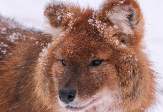 Wintersafari in de dierentuin van Schwerin. Maak na sluitingstijd kennis met de dierentuin en zijn bewoners tijdens een exclusieve wintersafari. // © Zoo Schwerin Wintersafari in de dierentuin van Schwerin. Maak na sluitingstijd kennis met de dierentuin en zijn bewoners tijdens een exclusieve wintersafari. // © Zoo Schwerin