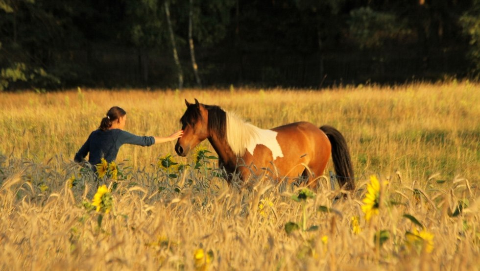 Beleef paarden van dichtbij tijdens een vakantie op het platteland in Diemitz // &copy; Landurlaub Diemitz/ Renate Strohm