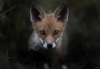 &copy; Vincent Munier
