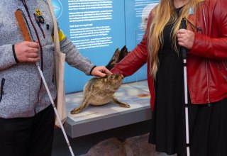 Ein Seehundpr&auml;parat zum Anfassen befindet sich im Chor des modernisierten MEERESMUSEUMs. // &copy; Anke Neumeister/Deutsches Meeresmuseum