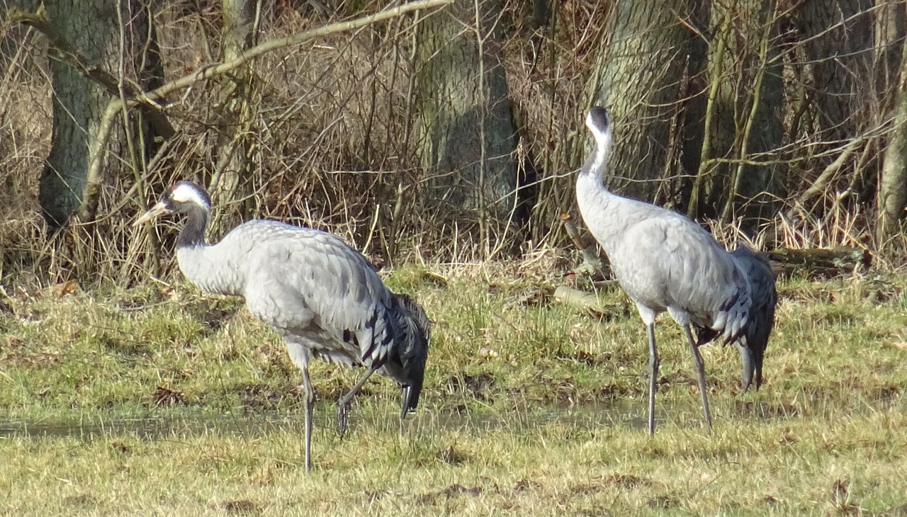 Kraniche, &copy; Stadtmarketing Ribnitz-Damgarten