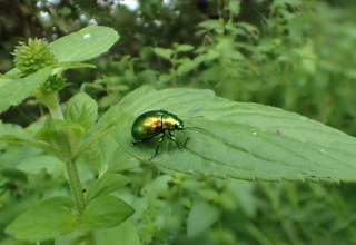 &copy; Ulrich Me&szlig;ner, Nationalparkamt M&uuml;ritz