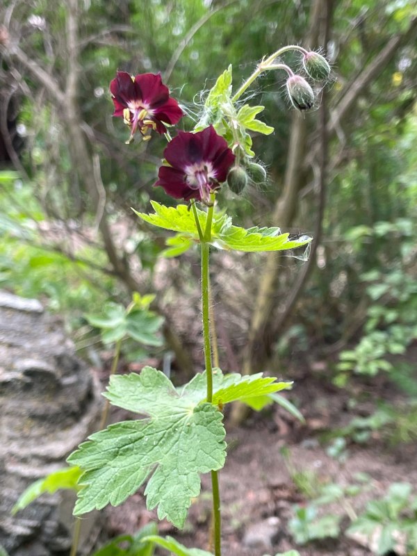 © Wildpflanzengarten Waren © Wildpflanzengarten Waren