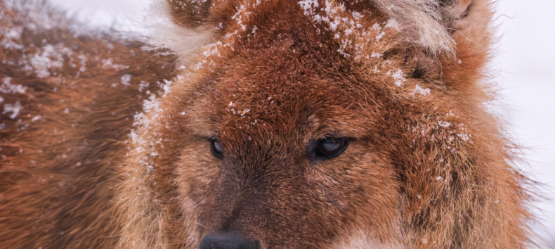 Wintersafari im Zoo Schwerin. Lernt den Zoo und seine Bewohner nach regulärer Schließzeit bei einer exklusiven Wintersafari kennen., © Zoo Schwerin Wintersafari im Zoo Schwerin. Lernt den Zoo und seine Bewohner nach regulärer Schließzeit bei einer exklusiven Wintersafari kennen., © Zoo Schwerin