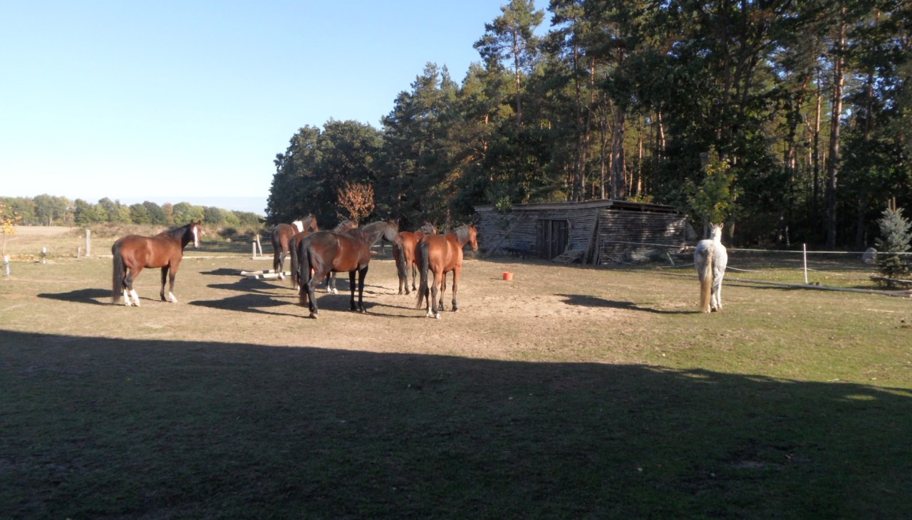Gastpferde auf der Koppel, &copy; van Eick