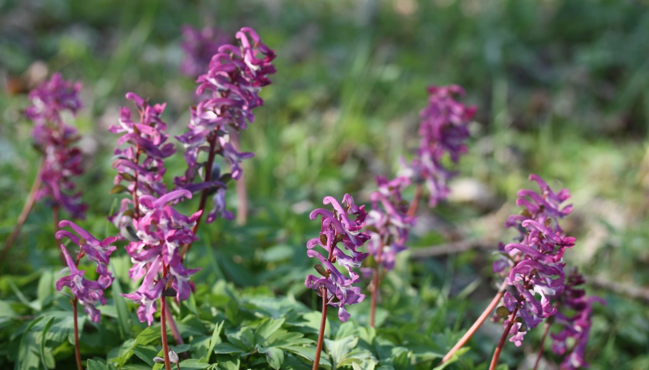 25-04-12 Wo der Lerchensporn, GMZ, &copy; Gudrun Marin-Ziegler