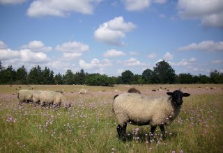 Unsere Schafe in Hullerbusch, © Schäferei Hullerbusch