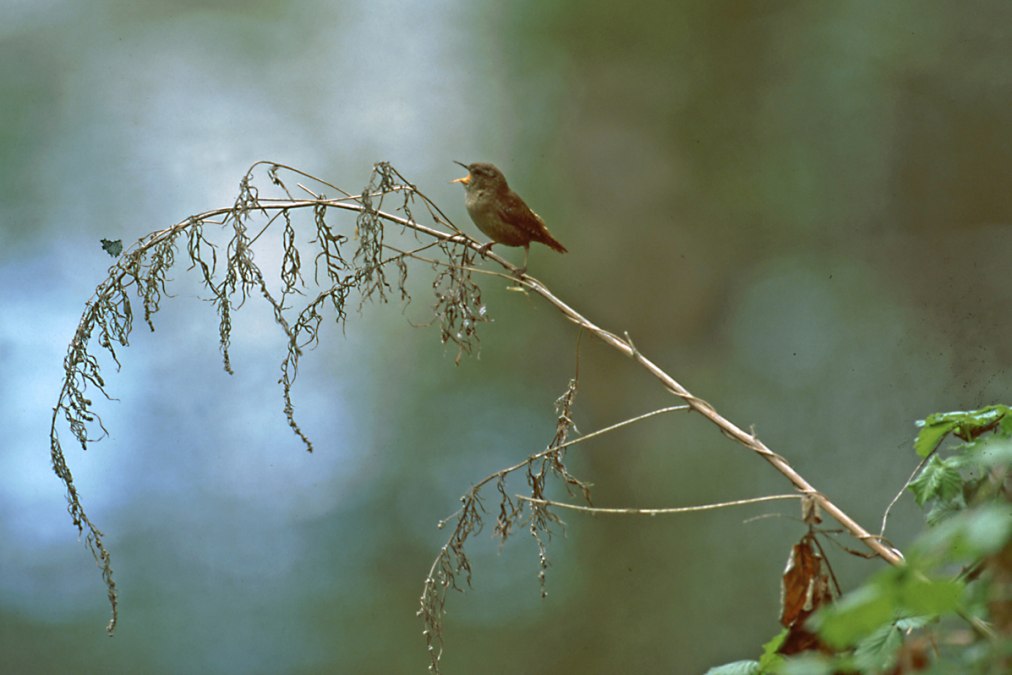 Das gefiederte Volk und seine geheime Sprache, © NPA Müritz Das gefiederte Volk und seine geheime Sprache, © NPA Müritz