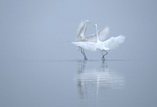 &copy; Monika Lawrenz