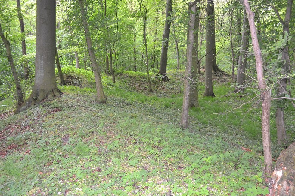 Bewaldeter Ringwall., © Lutz Werner Bewaldeter Ringwall., © Lutz Werner