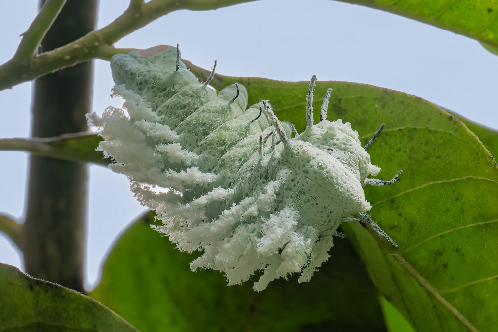 Raupe Atlasspinner, © Schmetterlingswelt Klütz Raupe Atlasspinner, © Schmetterlingswelt Klütz