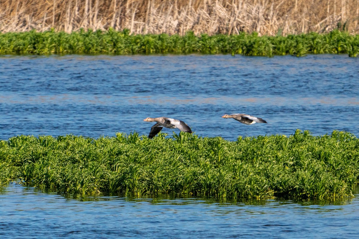Watervogels // &copy; Tobias Kramer