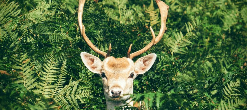 Natur- und Wildwoche in Graal-M&uuml;ritz | 17. &ndash; 24. Oktober 2025, &copy; Foto von Chris Greenhow auf Unsplash