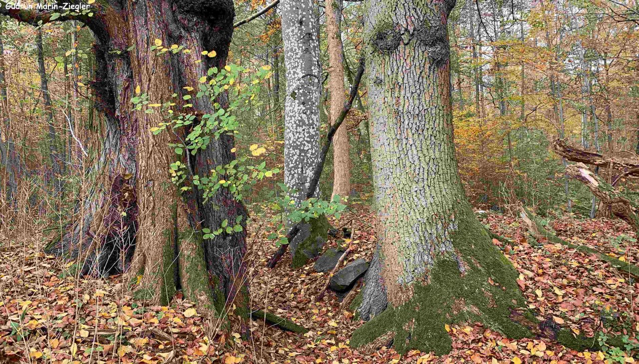 Das verborgene Leben unserer B&auml;ume, &copy; Marin-Ziegler