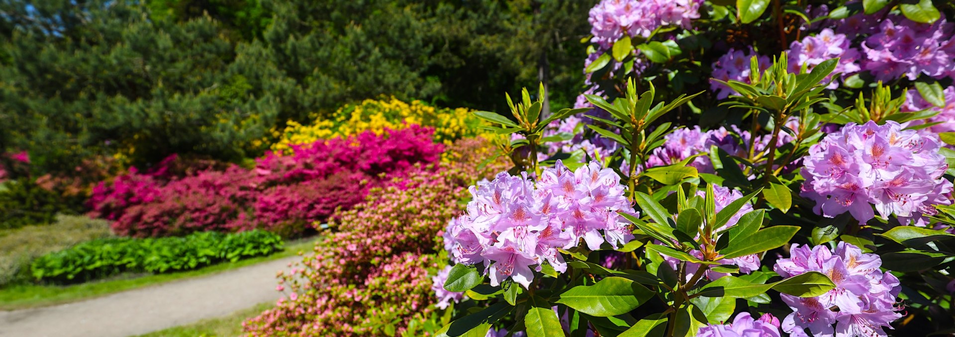 Detailaufnahme von bl&uuml;henden Rhododendronstr&auml;uchern in kr&auml;ftigen Farben wie Pink, Lila und Gelb im Rhododendronpark Graal-M&uuml;ritz, umgeben von &uuml;ppigem Gr&uuml;n und einem sonnigen Himmel im Hintergrund.