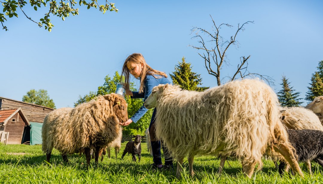 M&auml;dchen f&uuml;ttert Schafe auf gr&uuml;ner Wiese eines Ferienbauernhofs in Mecklenburg-Vorpommern.