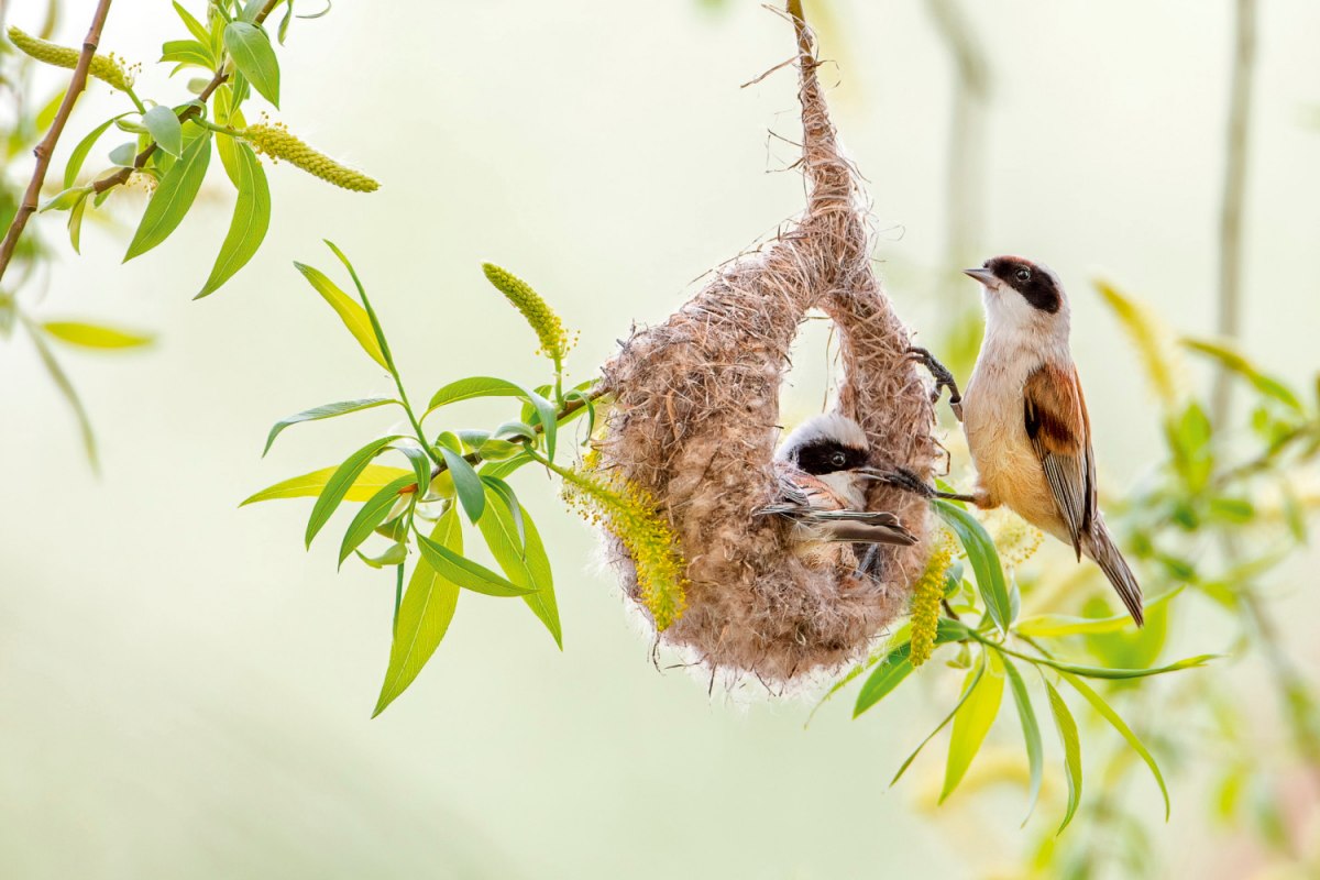 Beutelmeisen // &copy; Thomas Hinsche