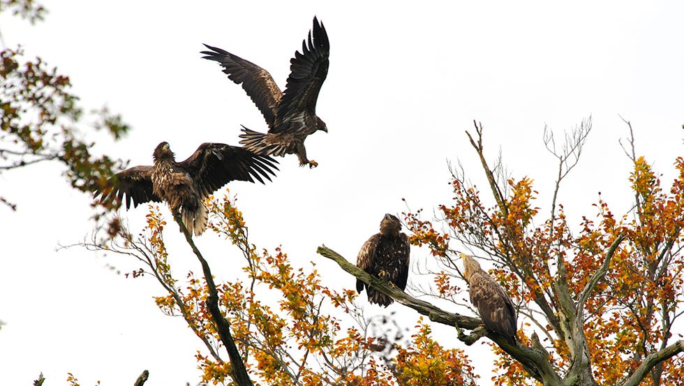 Eine Gruppe Adlern im Müritz-Nationalpark, © Roman Vitt