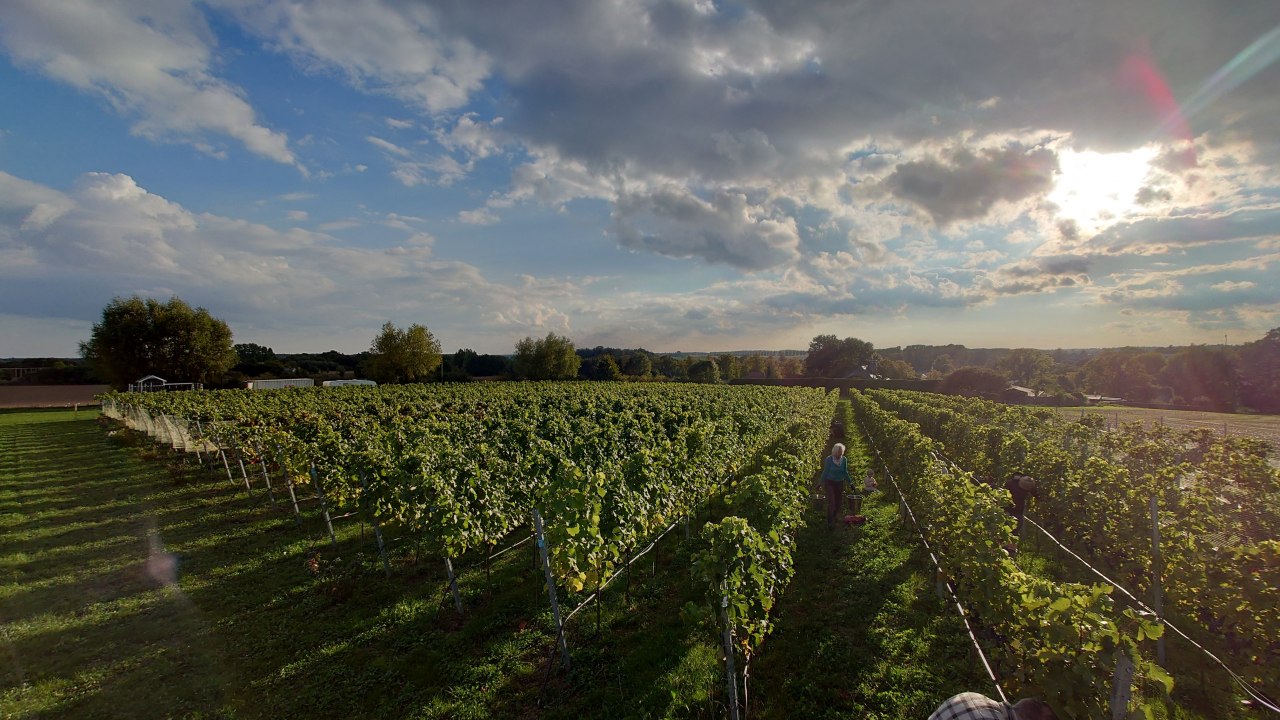 Blick auf den Weinberg // &copy; Juliane & Wolfgang D&auml;hn