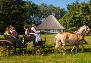 Mit den Haflingern zu den schönsten Plätzen Ummanz´ // © MV-T/Raff Mit den Haflingern zu den schönsten Plätzen Ummanz´ // © MV-T/Raff