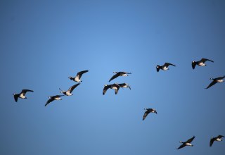 Überfliegende Weißwangengänse, © Benjamin Weigelt