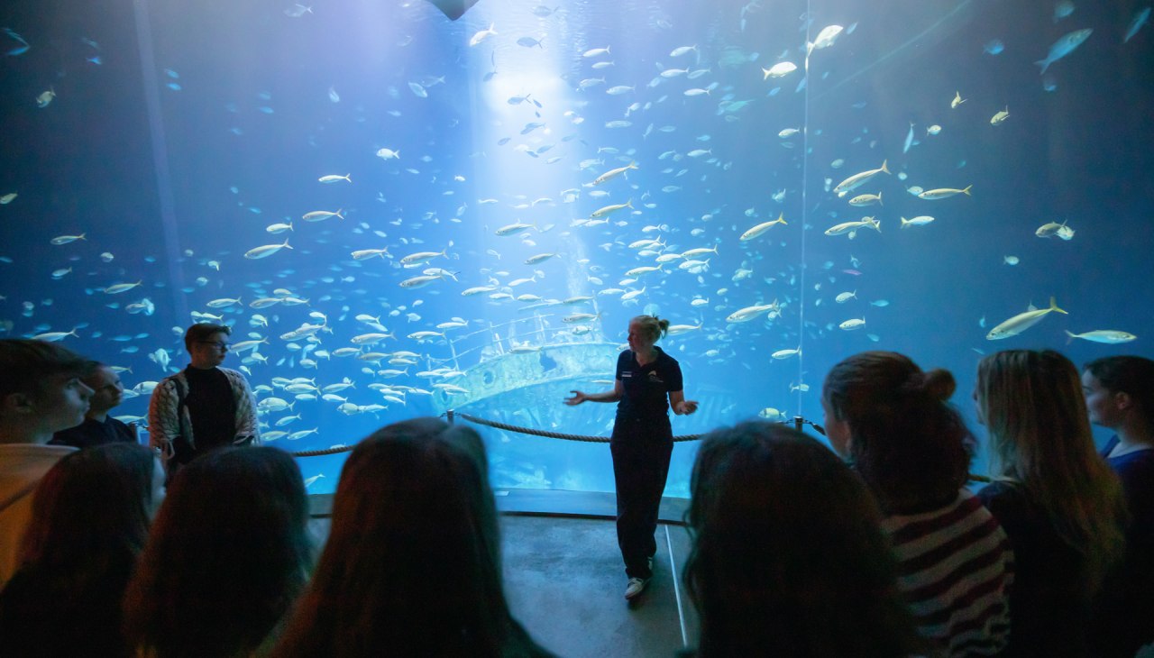 © Anke Neumeister/Deutsches Meeresmuseum © Anke Neumeister/Deutsches Meeresmuseum