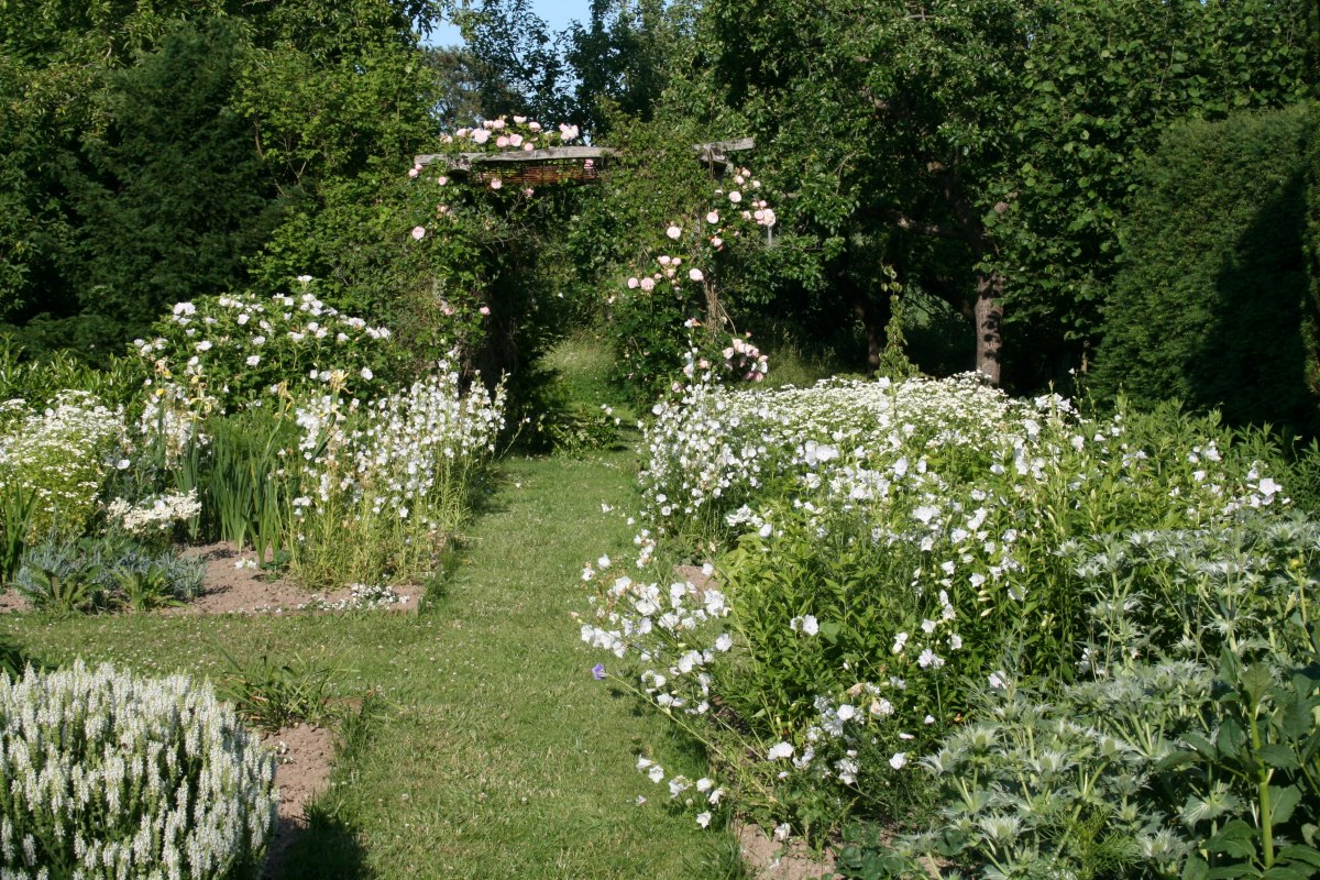 Der weiße Garten entfaltet seine Pracht in der Dämmerung. Hier gibt es weißblühende Sommerblumen, Stauden und Gehölze zu sehen. // © Dirk Endrulat Der weiße Garten entfaltet seine Pracht in der Dämmerung. Hier gibt es weißblühende Sommerblumen, Stauden und Gehölze zu sehen. // © Dirk Endrulat