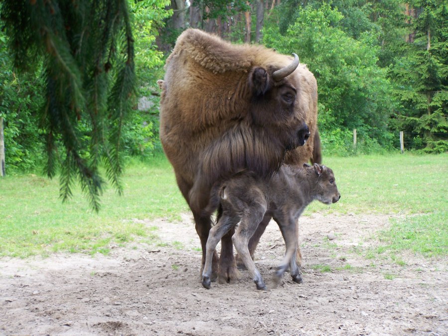 POJAWINKA + USARA, © Weichbrodt