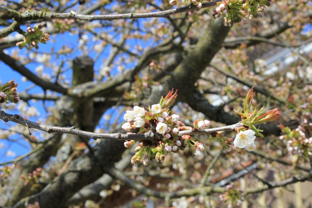Obstbl&uuml;te im Wildkr&auml;uterhof Winkelkraut, &copy; Wildkr&auml;uterhof Winkelkraut / Antje Conrad