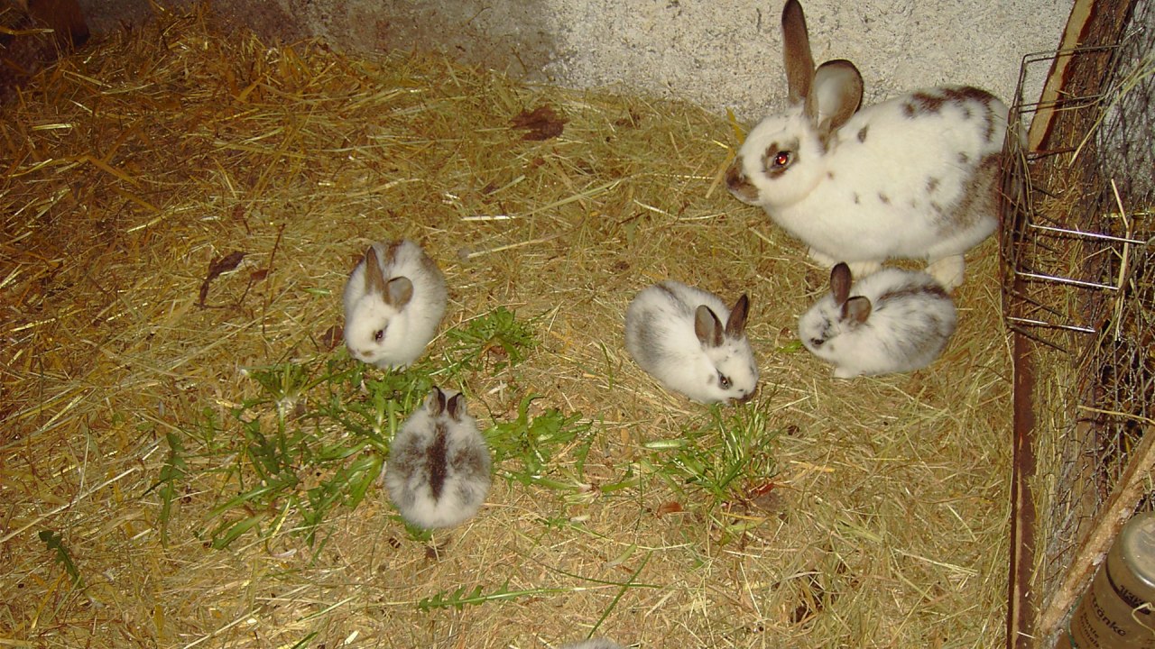 Onze kleintjes in het Birkenhof // &copy; Birgit Possehl