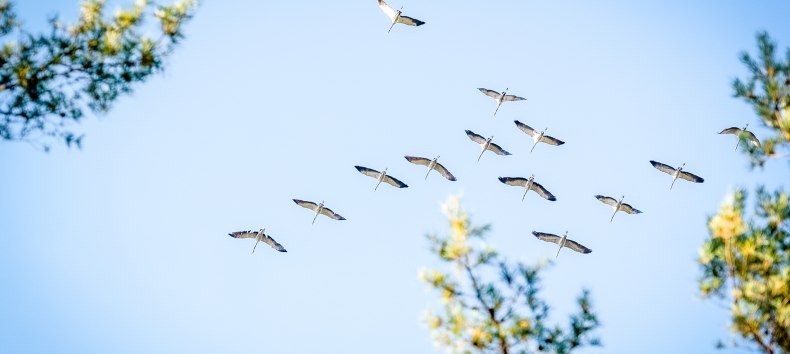 Kraniche im Flug // &copy; Andr&eacute; Pristaff