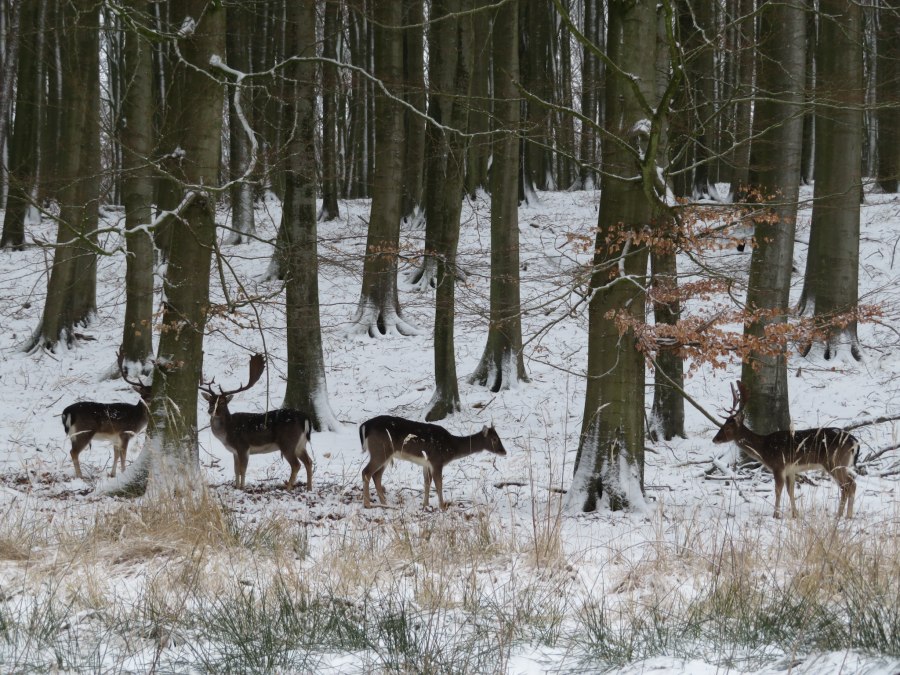 Spaziergang Tierische Schlafmützen, © Nationalpark-Zentrum KÖNIGSSTUHL Spaziergang Tierische Schlafmützen, © Nationalpark-Zentrum KÖNIGSSTUHL