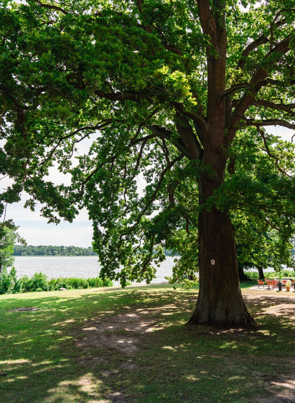 Eine gro&szlig;e Eiche steht am Seeufer, ihr Bl&auml;tterdach wirft Schatten auf die Wiese, dahinter liegt ruhiges Wasser.